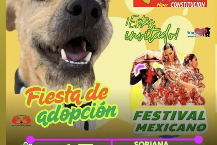 Ortiz trabaja en el cuidad y adopción de perros callejeros / FOTO INSTAGRAM