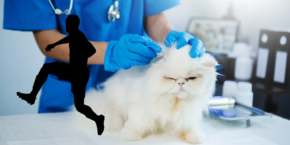 Fondo tomado de Canva, de un veterinario